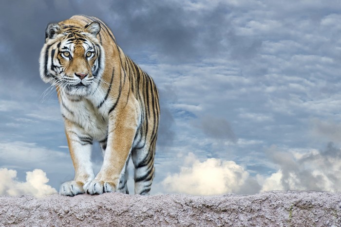 Tiger standing on a rock with cloudy sky
