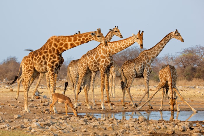 Several giraffes and an antelope drinking water