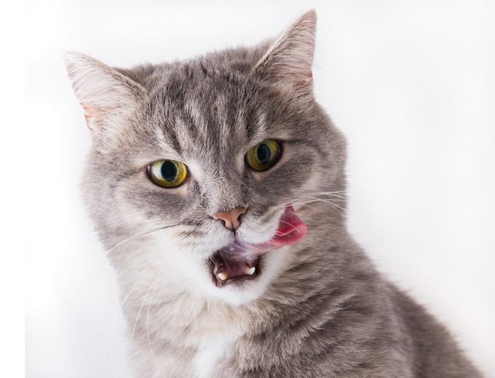 Gray tabby cat licking its nose