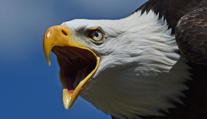 Bald Eagle with open beak against blue sky