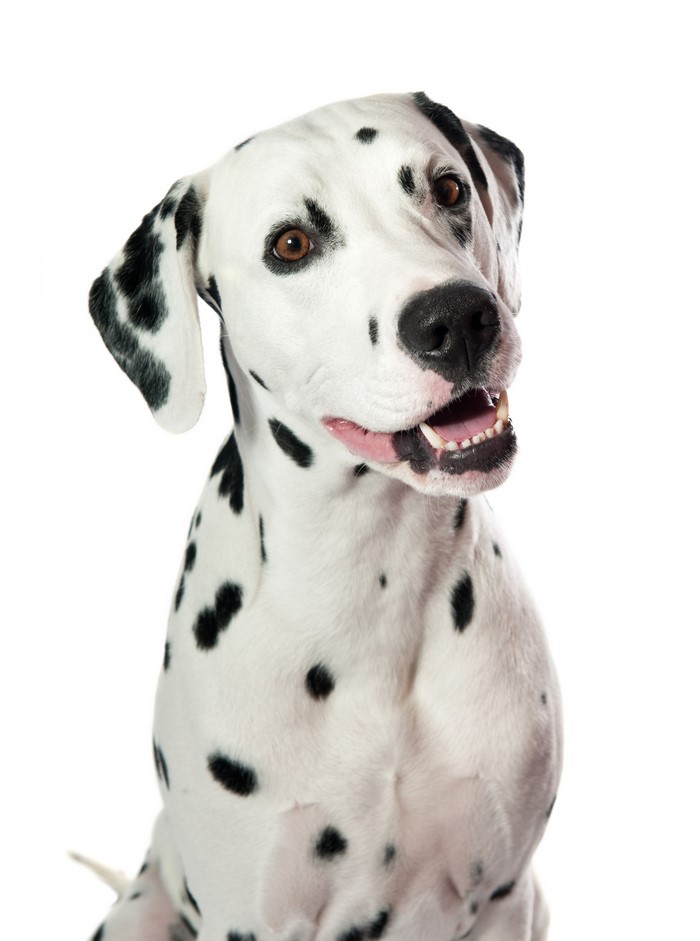 Dalmatian dog looking to the side