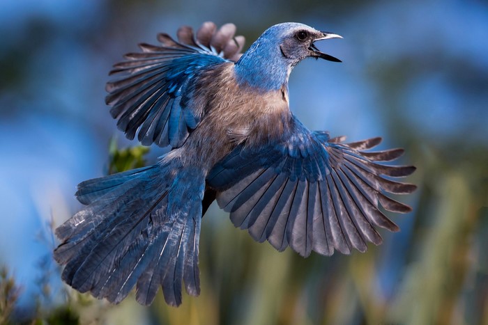 Florida Scrub Jay in flight