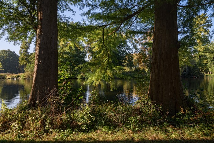 Trunk trees by a pond in De Haar Castle Park, Netherlands