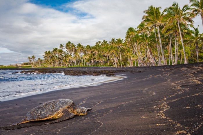 Sea Turtle on Black Sand Beach in Hawaii