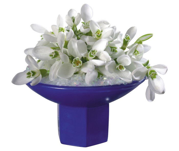 Snowdrops in a blue vase