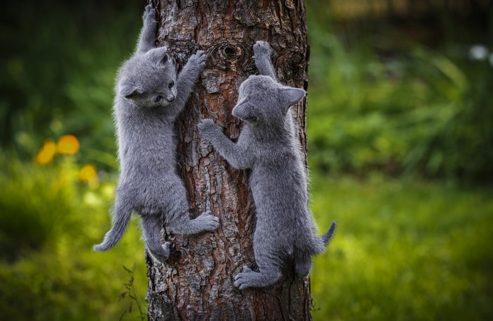 Two grey kittens climbing a tree trunk