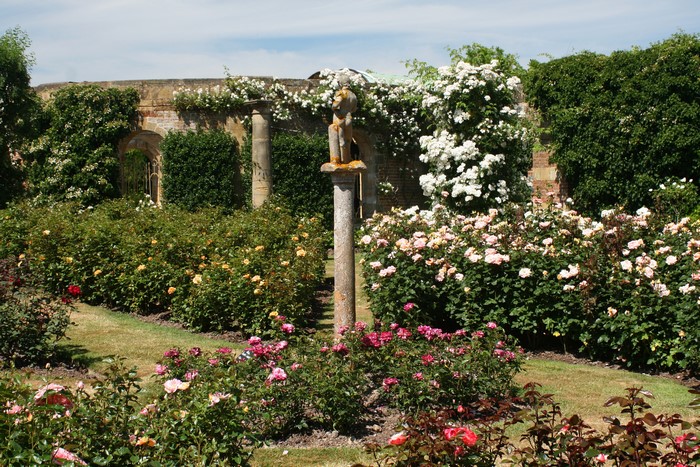 Rosemoor Gardens in the United Kingdom with roses and shrubs