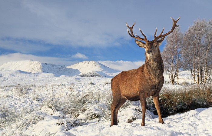 4K Majestic Deer Standing in Snowy Winter Landscape