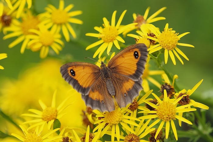 Gatekeeper butterfly on yellow flowers