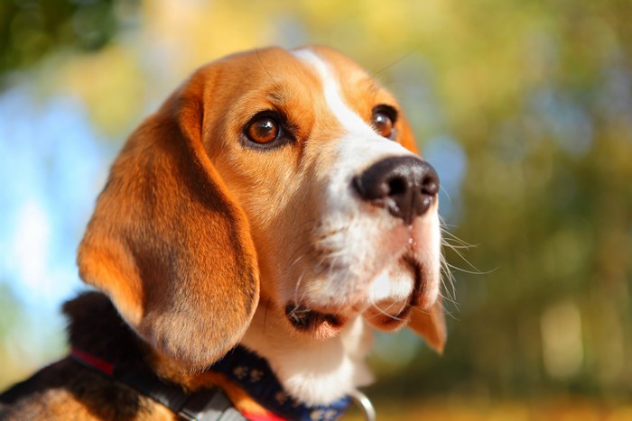 Closeup of a Beagle dog's head
