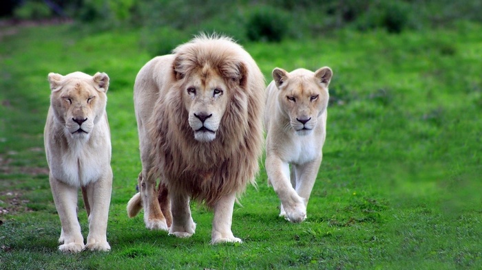 Three white lions walking on grass