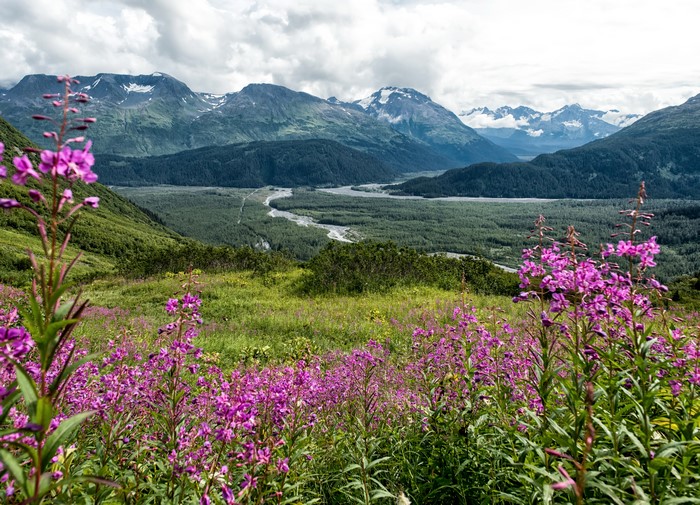 4K Seward Alaska Mountains and Wildflowers