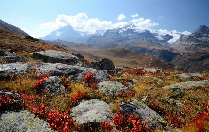 Rocky alpine landscape with red foliage and snow-capped mountains