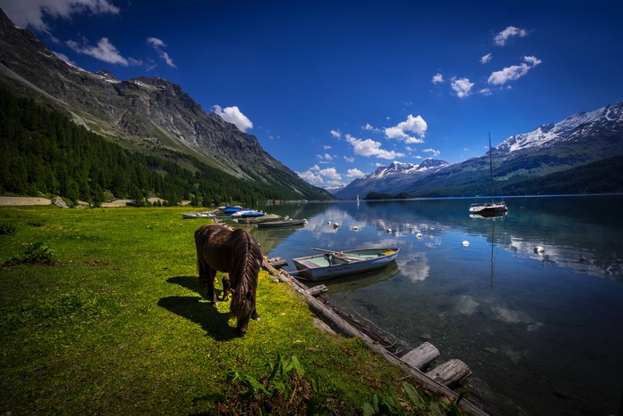 Horse grazing by Lake Sils with mountains and boats