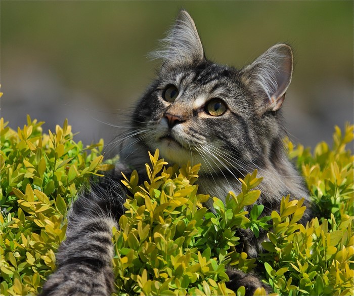 Norwegian Forest cat peeking from green foliage