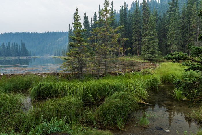 Denali National Park Horseshoe Lake Alaska Spruce Grass