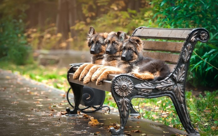 Three German Shepherd puppies on a park bench