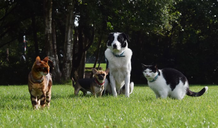Four pets on a grassy lawn