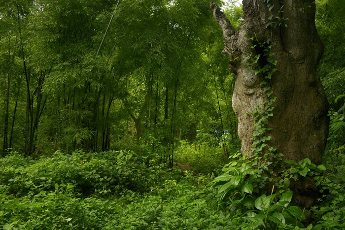 Bamboo forest with a large tree trunk