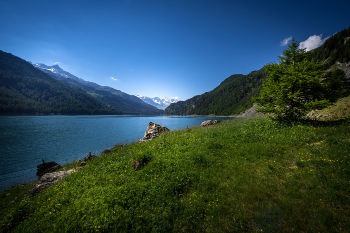 Lake Marmorera with Mountains and Spruce Tree in Switzerland