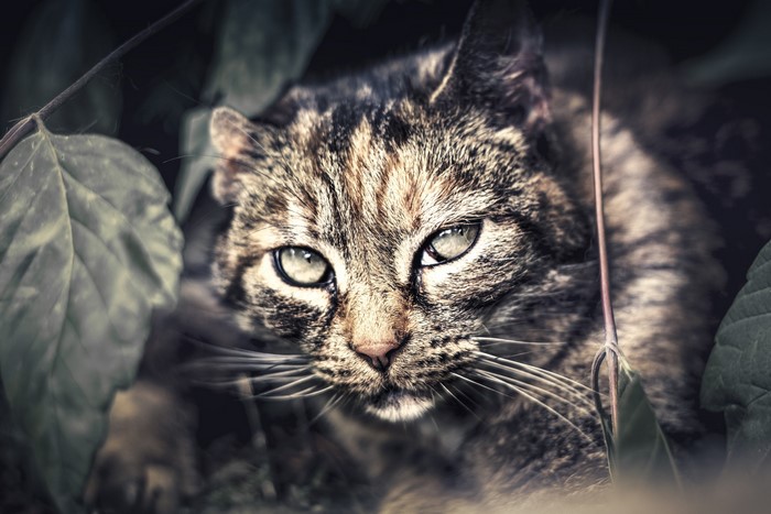 Close-up of a tabby cat's face