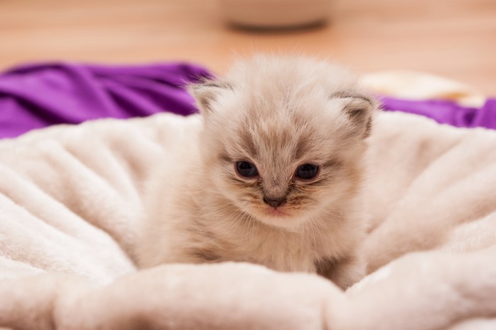 Kitten in a fluffy bed