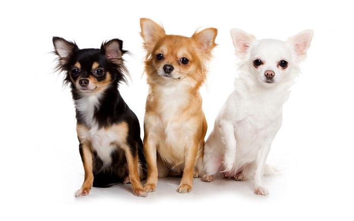 Three Chihuahuas on a white background