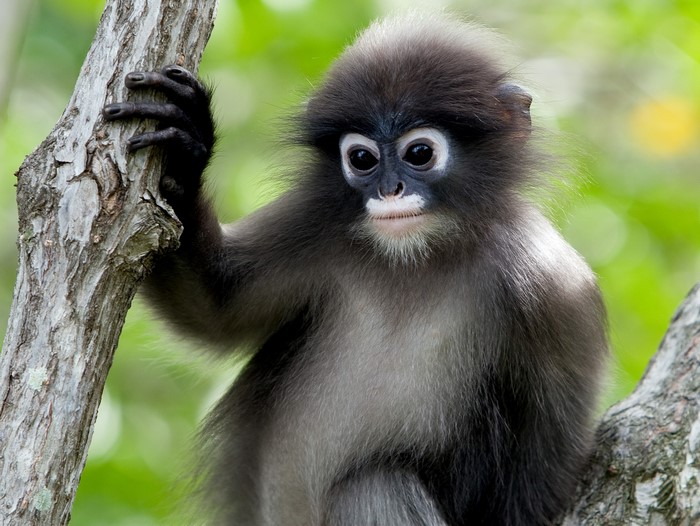 Dusky Leaf Monkey Cub on a Tree Branch