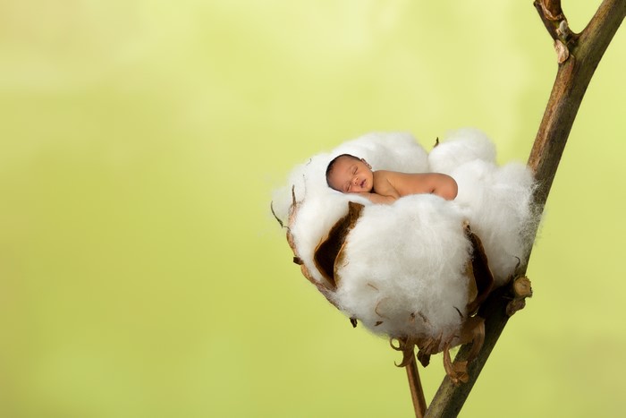 Newborn baby sleeping in cotton boll