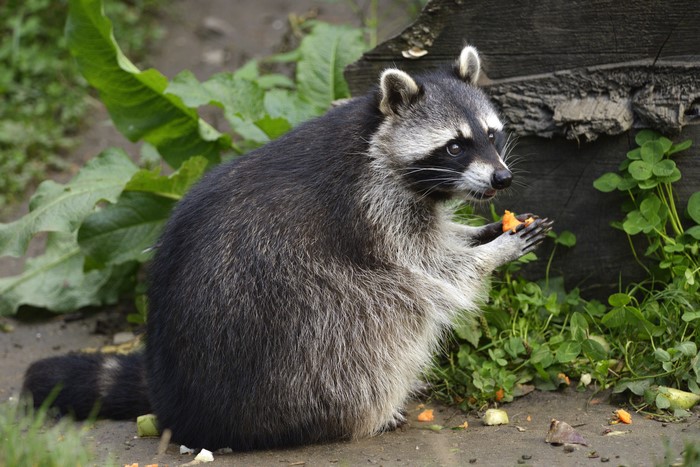 Raccoon eating food near a log