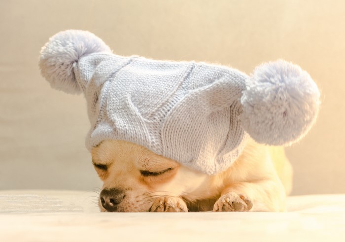 Chihuahua puppy sleeping in a winter hat