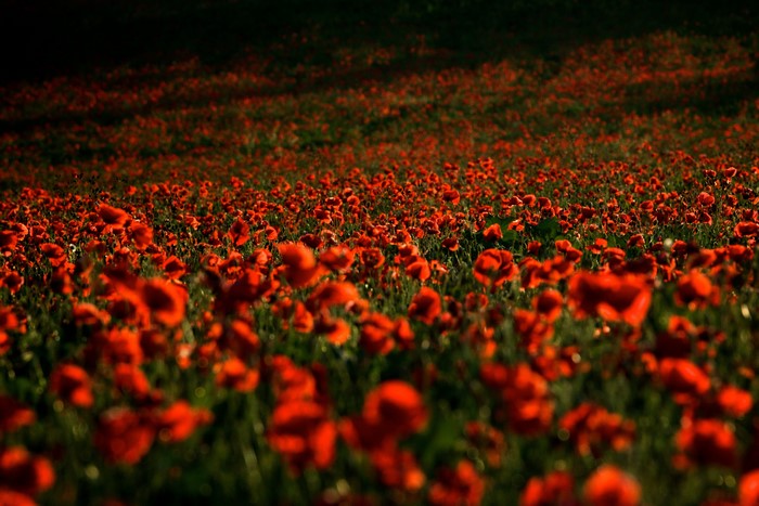 4K Field of Red Poppies