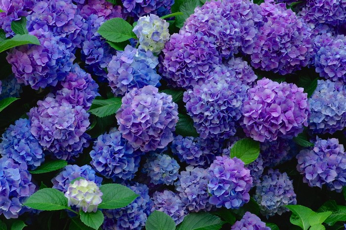Blue and violet hydrangeas in full bloom
