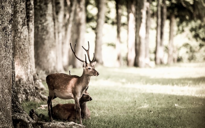 Deer in a forest clearing
