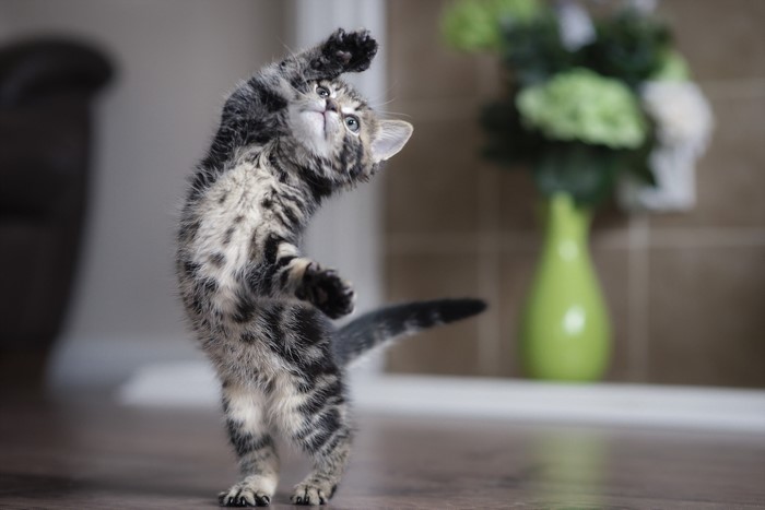 Tabby kitten standing on hind legs reaching up
