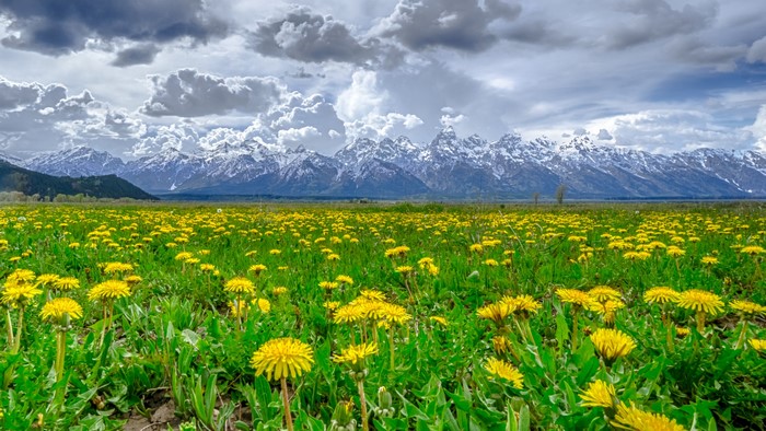 Field of Dandelions with Snow-Capped Mountains