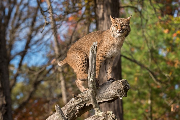 Bobcat perched on a fallen log in autumn woods