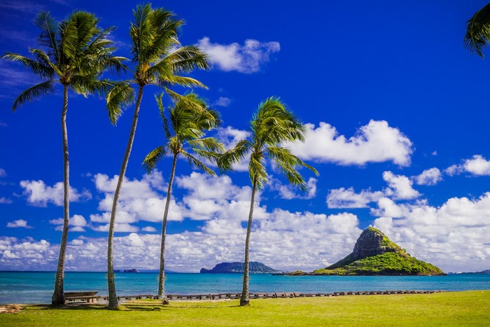 Hawaiian Coastline with Palm Trees and Island