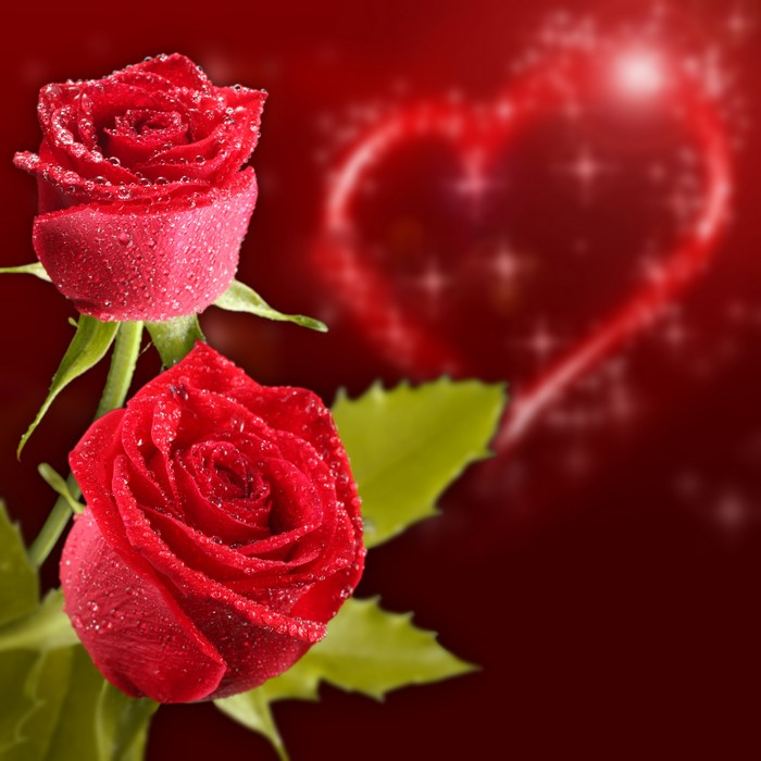 Two red roses with water drops and a heart