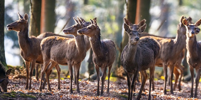 Herd of Deer in a Forest