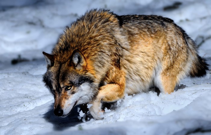 Wolf in the snow