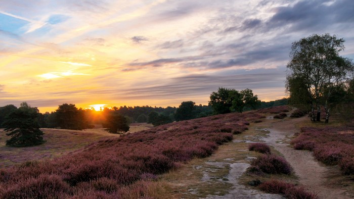 Sunset over heather field with trees and path