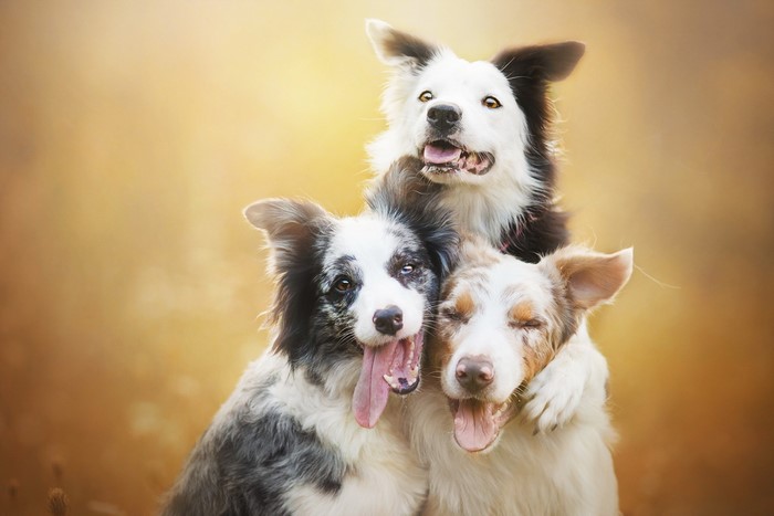 Three Border Collies posing together outdoors