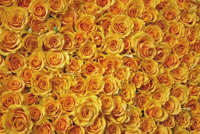 Many Yellow Roses Texture