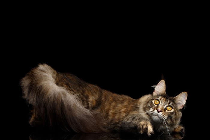 Maine Coon Cat Lying Down on Black Background