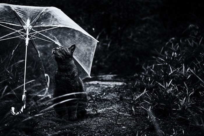 Black cat under a clear umbrella
