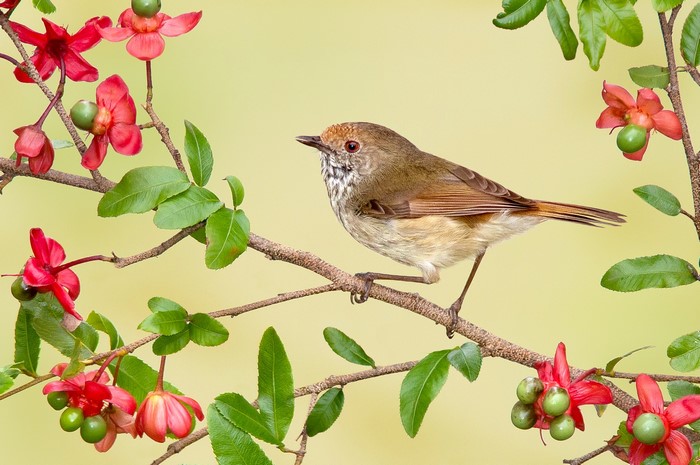 Bird perched on a branch with red flowers
