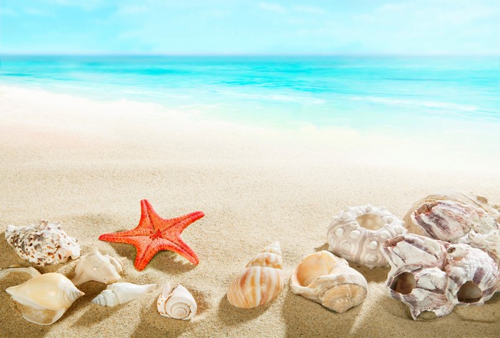 Starfish and Shells on a Sandy Beach with Ocean