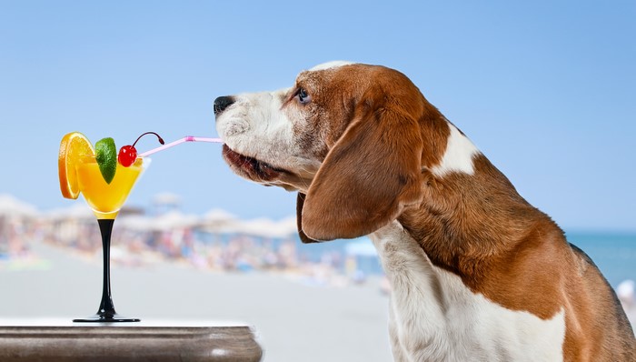 Beagle drinking a cocktail on the beach