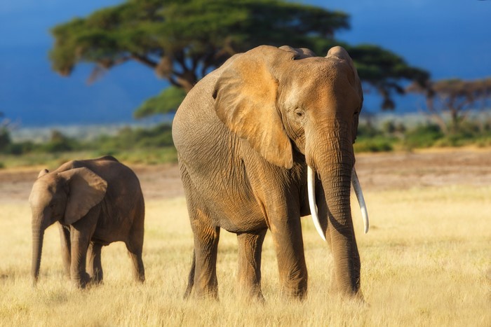 4K Elephants and Cub in Savannah